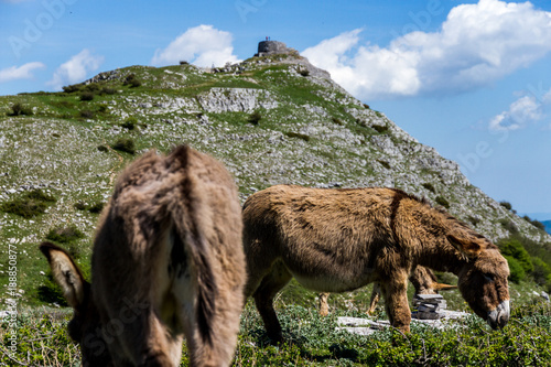 Asino Amiatino, Amiatino Donkey Grazing On Mount Labbro Equus africanus asinus photo