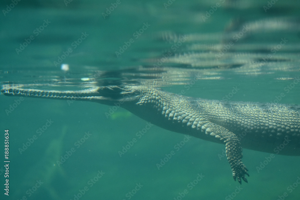 Fototapeta premium Crocodile with a Long thin Nose Under Water