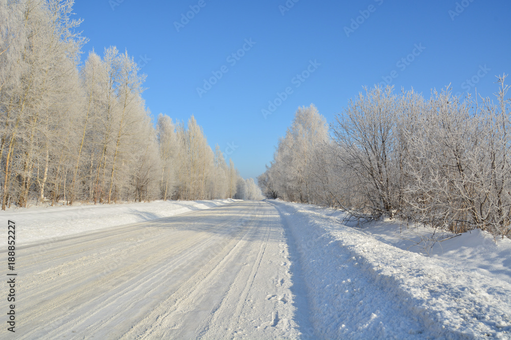 birches in the hoarfrost along the winter road