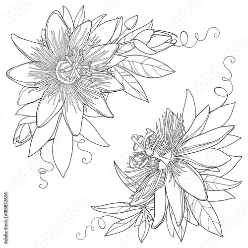 Vector bunch with outline tropical Passiflora or Passion flower. Exotic ornate flowers, bud and leaf in black isolated on white background. Contour style flora for summer design and coloring book.