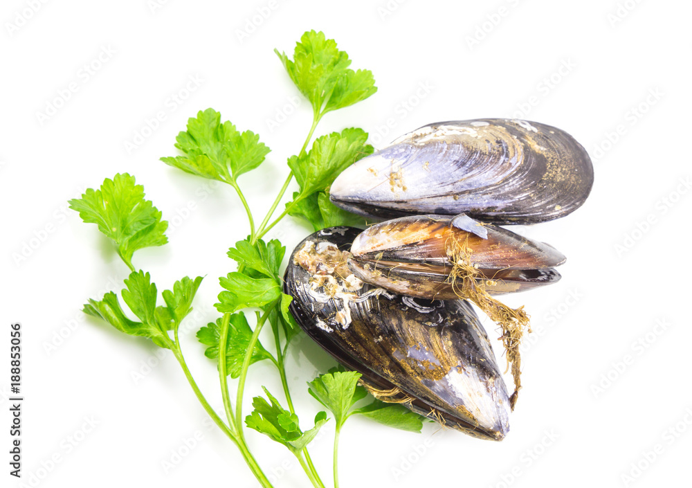 Fresh mussel, boiled mussels, seafood with green parsley isolated on white background with clipping path. Fresh mussel, boiled mussels, seafood with green parsley isolated on white background with clipping path.