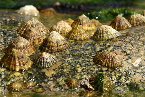 Group of limpets on a rock