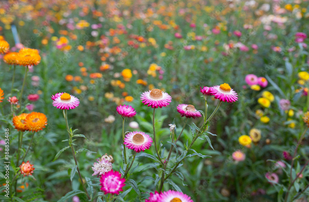 Fototapeta premium blooming colorful flower background