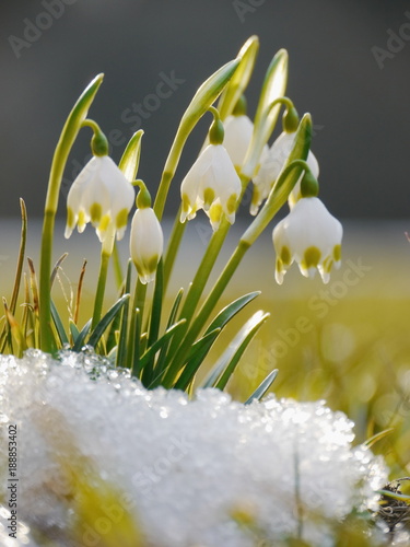 Fototapeta Naklejka Na Ścianę i Meble -  spring snowflake snowdrop