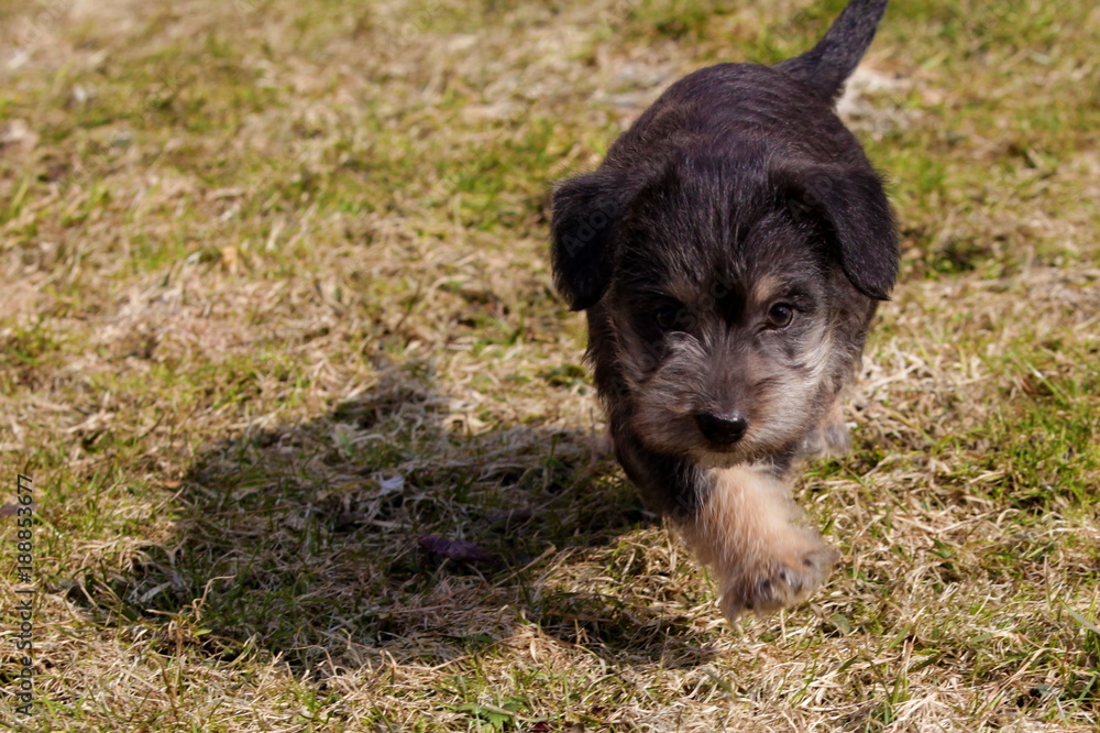 Puppies Puppies