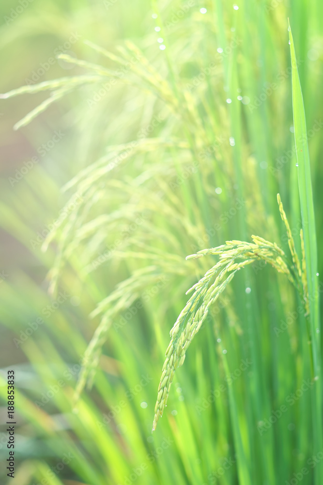 Ear of rice against green rice field background in the morning time. Ear of rice against green rice field background in the morning time.
