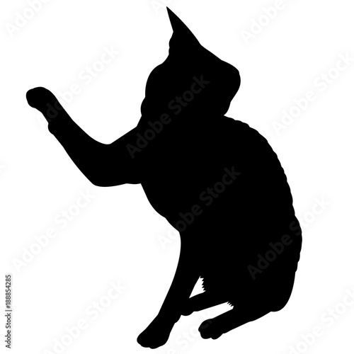 Obraz na plátně Cornish Rex Cat Silhouette Vector Graphics