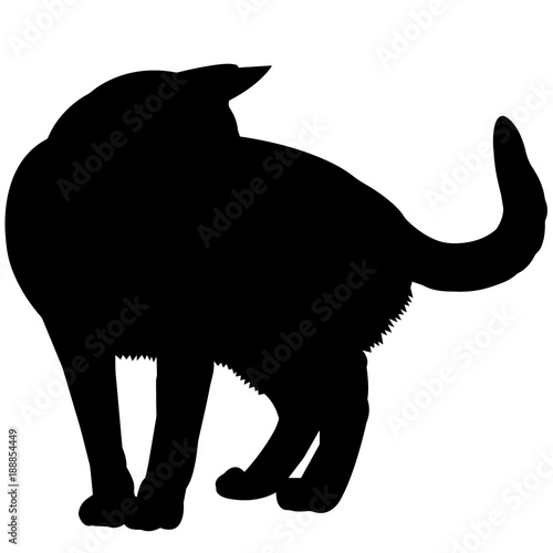 Tonkinese Cat Silhouette Vector Graphics photo