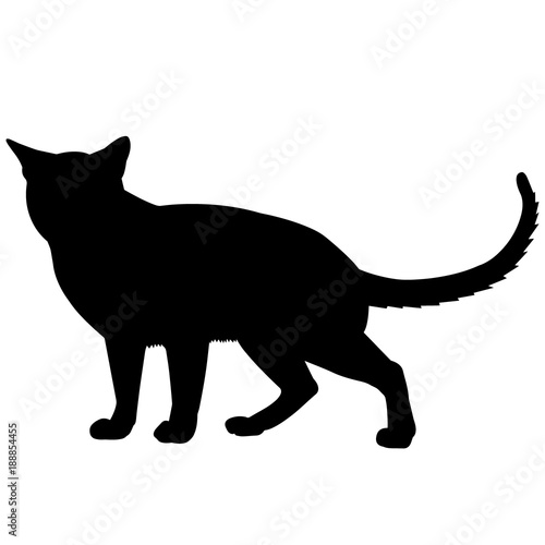 Foto Tonkinese Cat Silhouette Vector Graphics