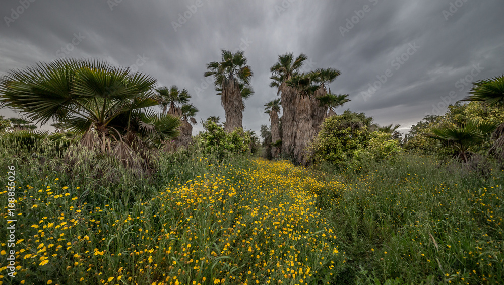 Yellow flowers in a palm grove. Ashkelon.