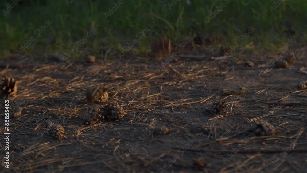 Pine cones in the rays of sunset, falling to the ground in slow motion. Pine cones in the rays of sunset, falling to the ground in slow motion.