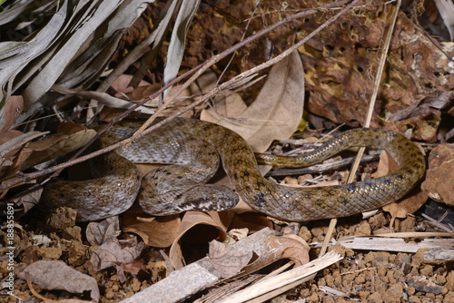 Madagaskar-Katzenaugennatter (Madagascarophis colubrinus) - Malagasy cat-eyed snake