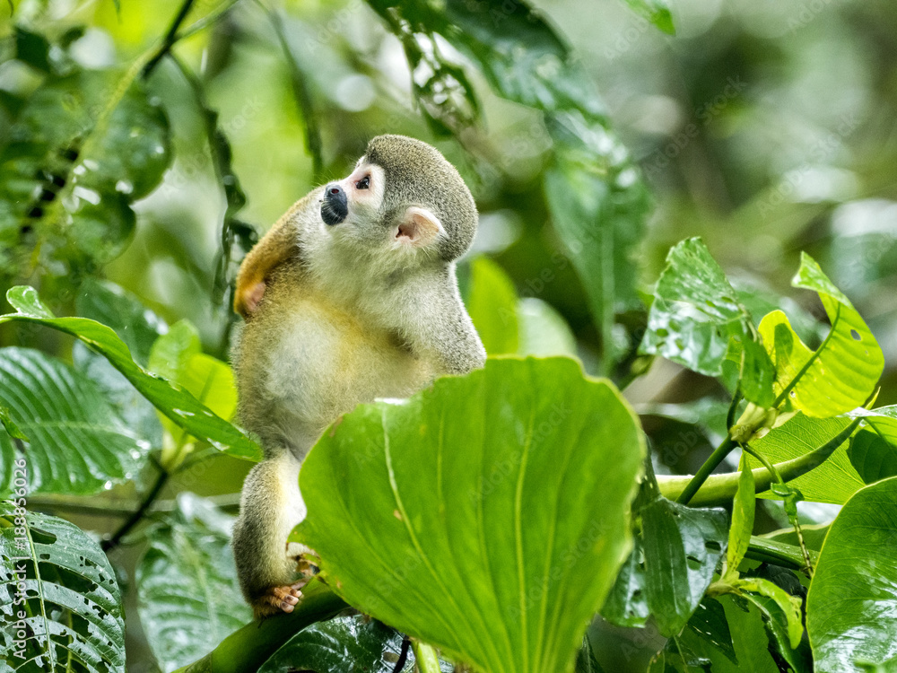 Naklejka premium Saimiri sciureus, Common squirrel monkey, is relatively abundant, River Napo, Yasuni National Park, Ecuador