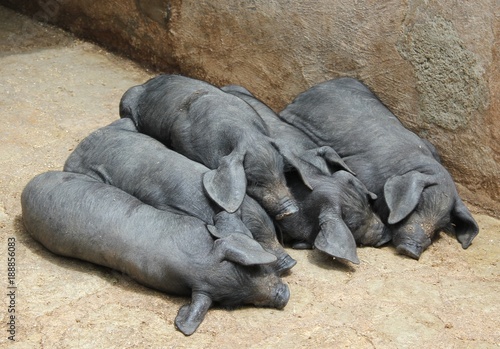 schwarzes Mallorcaschwein - cerdo negro