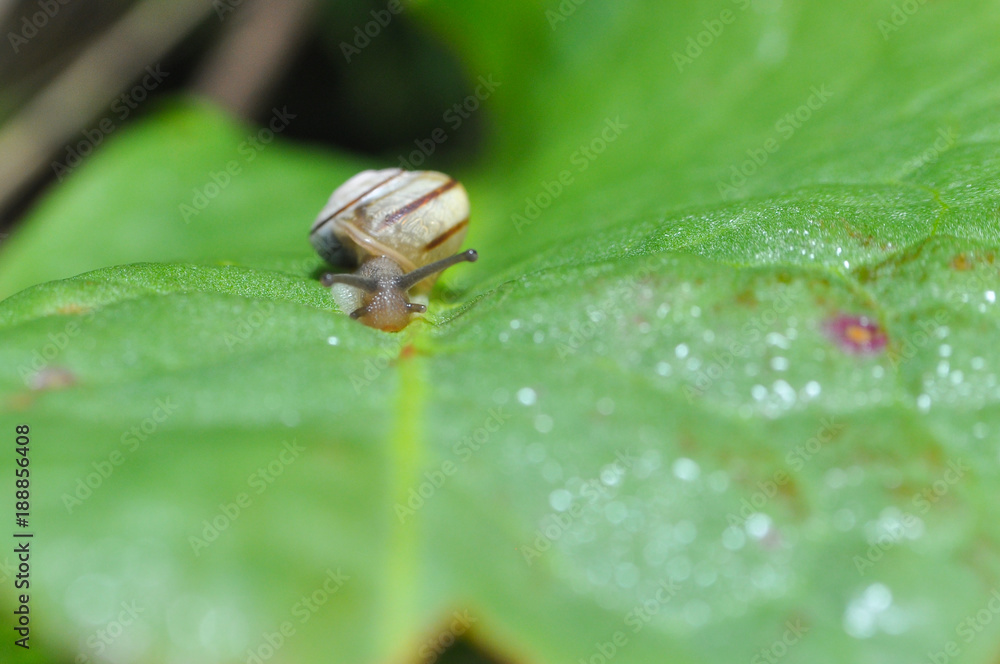 Little snail crawling on green leaf in garden in morning. Snail in the natural wetland habitats Little snail crawling on green leaf in garden in morning. Snail in the natural wetland habitats