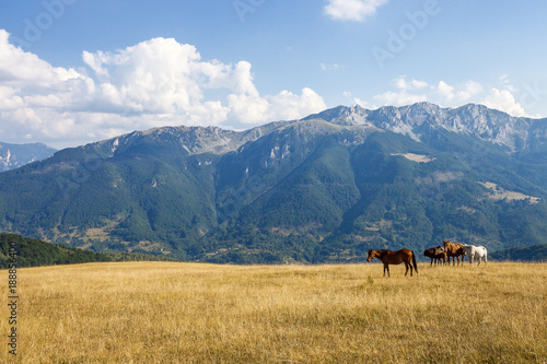 Herd of horses in a highland