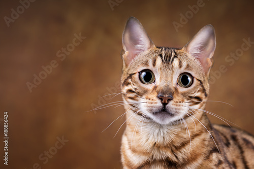 Fototapeta Naklejka Na Ścianę i Meble -  Sehr edel - bildhübsche Bengalkatze - Katze - Bengal 