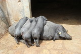 schwarze Mallorcaschwein - Cerdo Negro