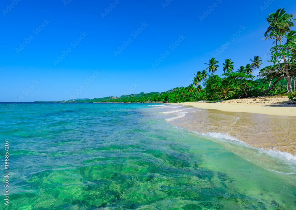 Obraz premium paradise beach beautiful white sand with palm tree in the resort of caribbean