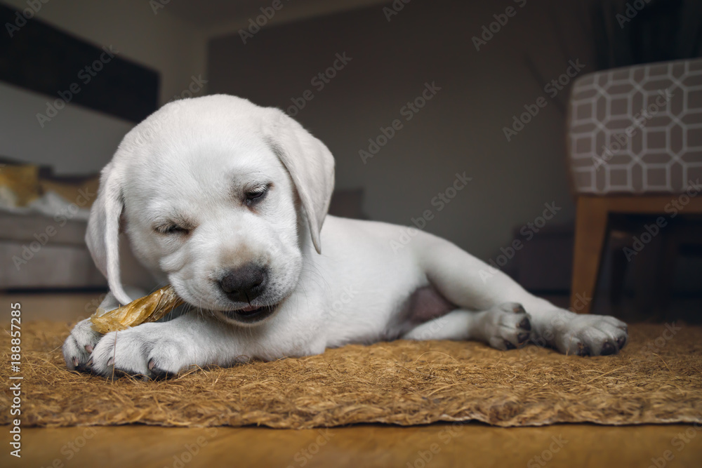 very small cute white purebred labrador retriever dog puppy eats some dog food at home very small cute white purebred labrador retriever dog puppy eats some dog food at home