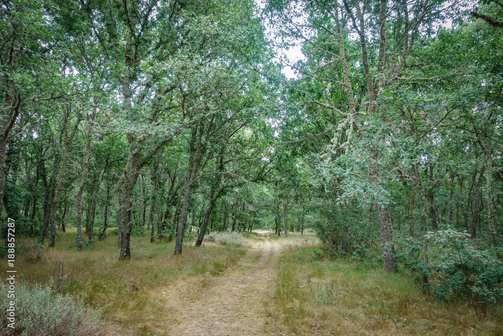 Over oak tree forest track Over oak tree forest track