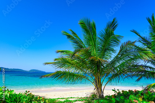 paradise beach beautiful white sand with palm tree in the resort of caribbean © dbrus