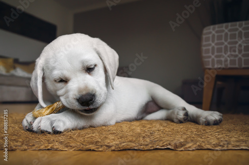 very small cute white purebred labrador retriever dog puppy eats some dog food at home