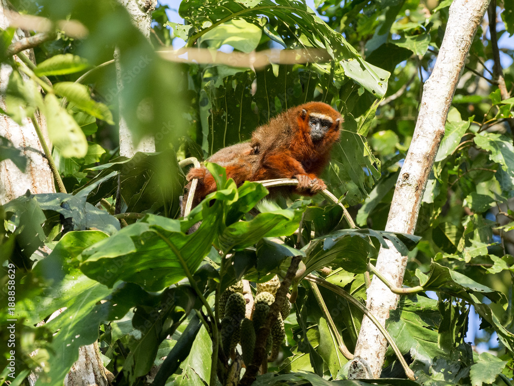 Copper titi, Callicebus cupreus, Parents with young, Yasuni National Park, Ecuador