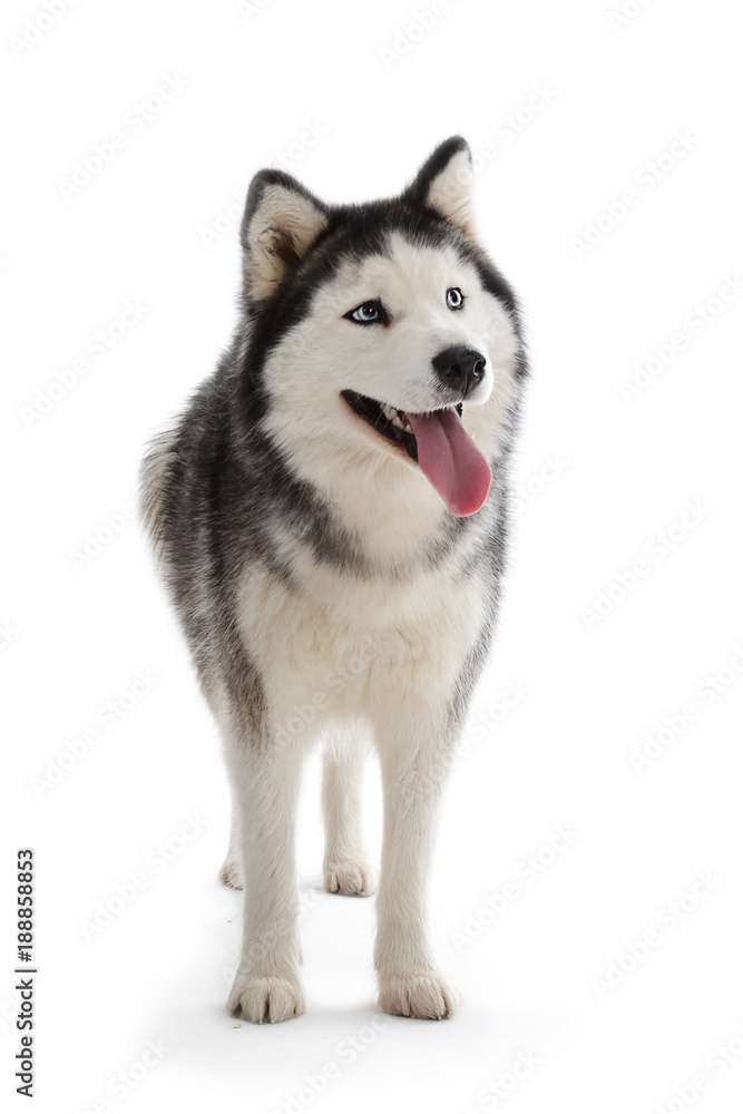 chien husky sibérien femelle adulte yeux bleus sur fond blanc détouré foto  de Stock | Adobe Stock