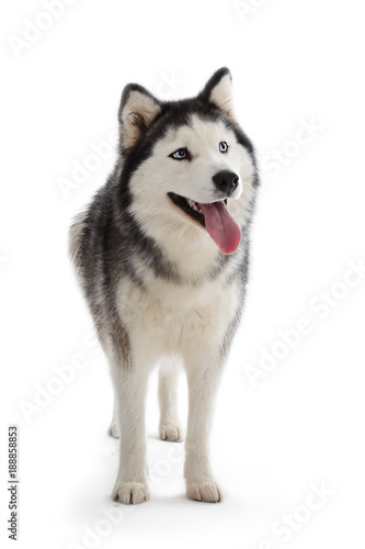 Fototapeta Naklejka Na Ścianę i Meble -  chien husky sibérien femelle adulte yeux bleus sur fond blanc détouré