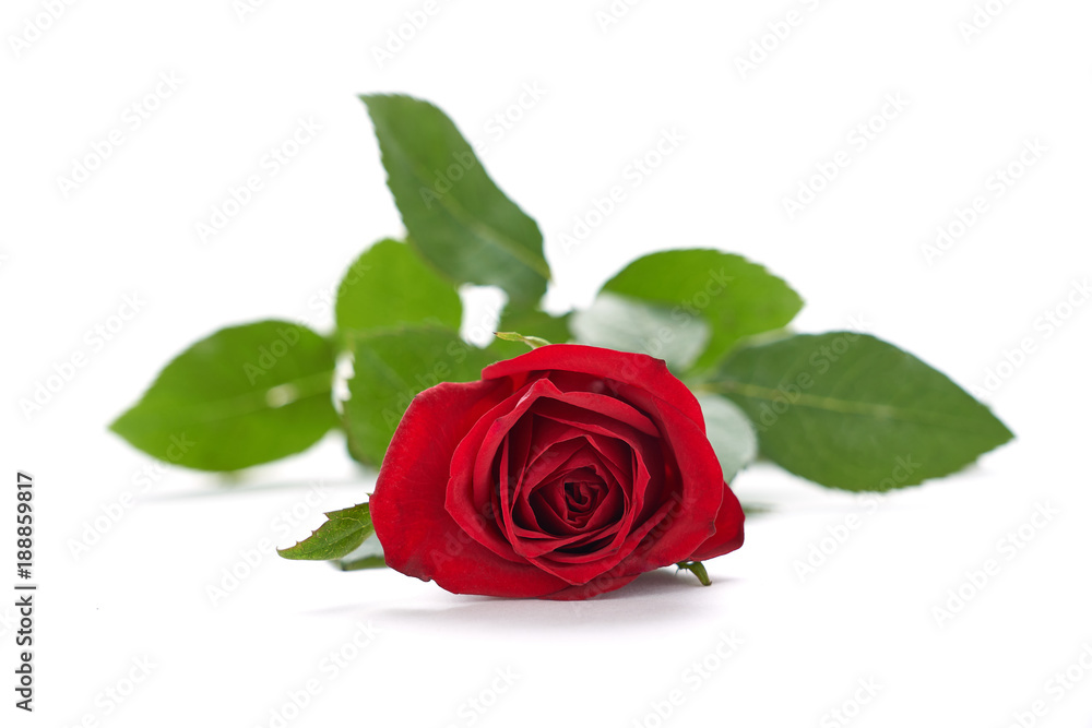 Naklejka premium Valentines Red Roses isolated on a white background