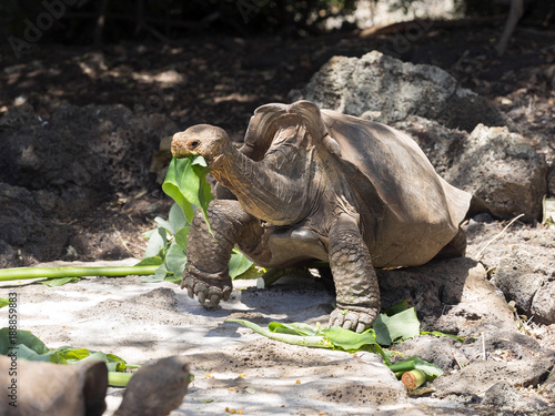 Galapagos Giant Tortoise, Chelonoidis niger Station Charles Darwin Puerto Ayora, Santa Cruz, Glapagos, Ecuador photo