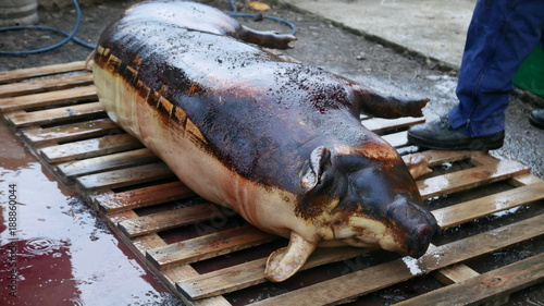 black and white pig - traditional pig slaughter in Mád, Borsod, Hungary photo