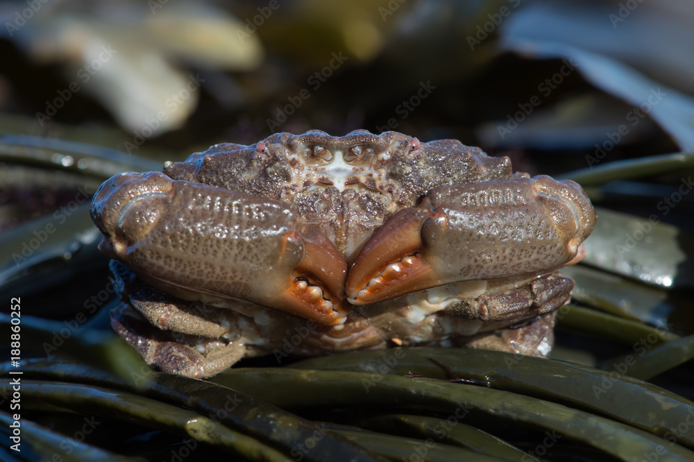 Bristly Xanthid Crab (Pilumnus hirtellus)/Bristly Xanthid Crab on seaweed covered rock
