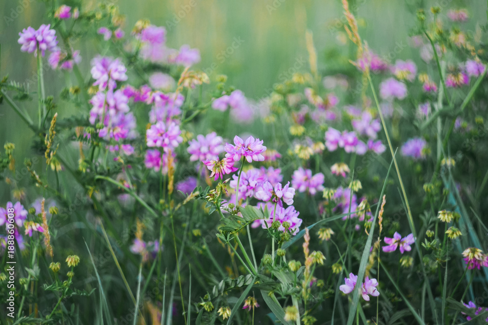 Purple wild flowers in the soft evening light at the meadow. Selective soft focus.