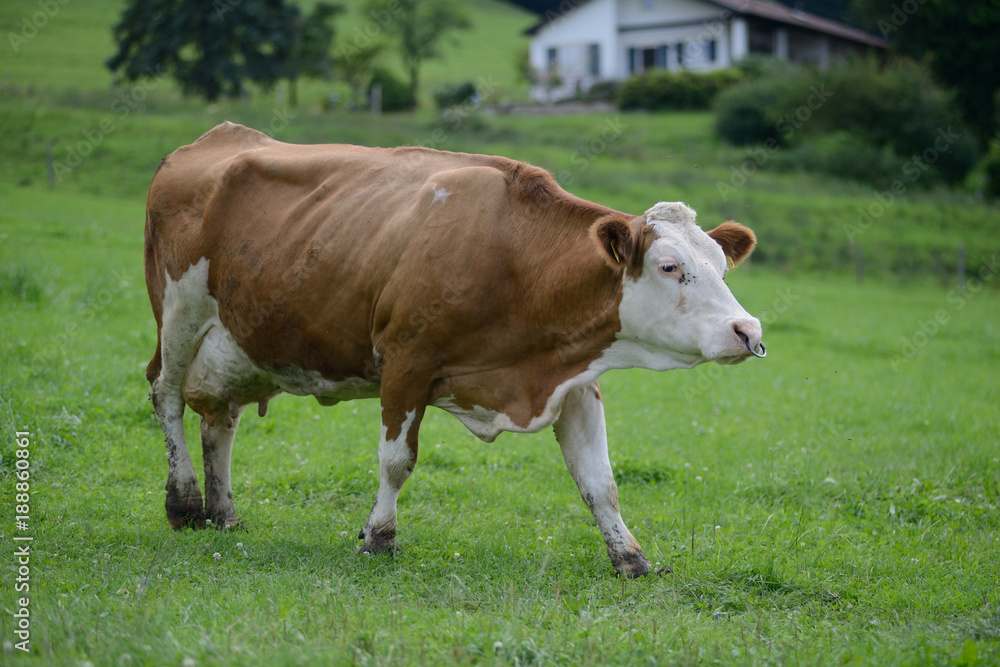 glückliche Kuh auf grüner Wiese Bayern 2016 - Urlaub auf dem Bauernhof
