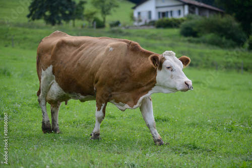 Fototapeta Naklejka Na Ścianę i Meble -  glückliche Kuh auf grüner Wiese Bayern 2016 - Urlaub auf dem Bauernhof