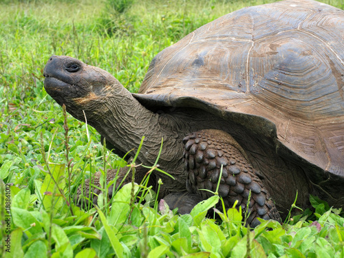 Galapagos Giant Tortoise, Chelonoidis n. porteri, reservation Chato, Santa Cruz, Glapagos, Ecuador photo