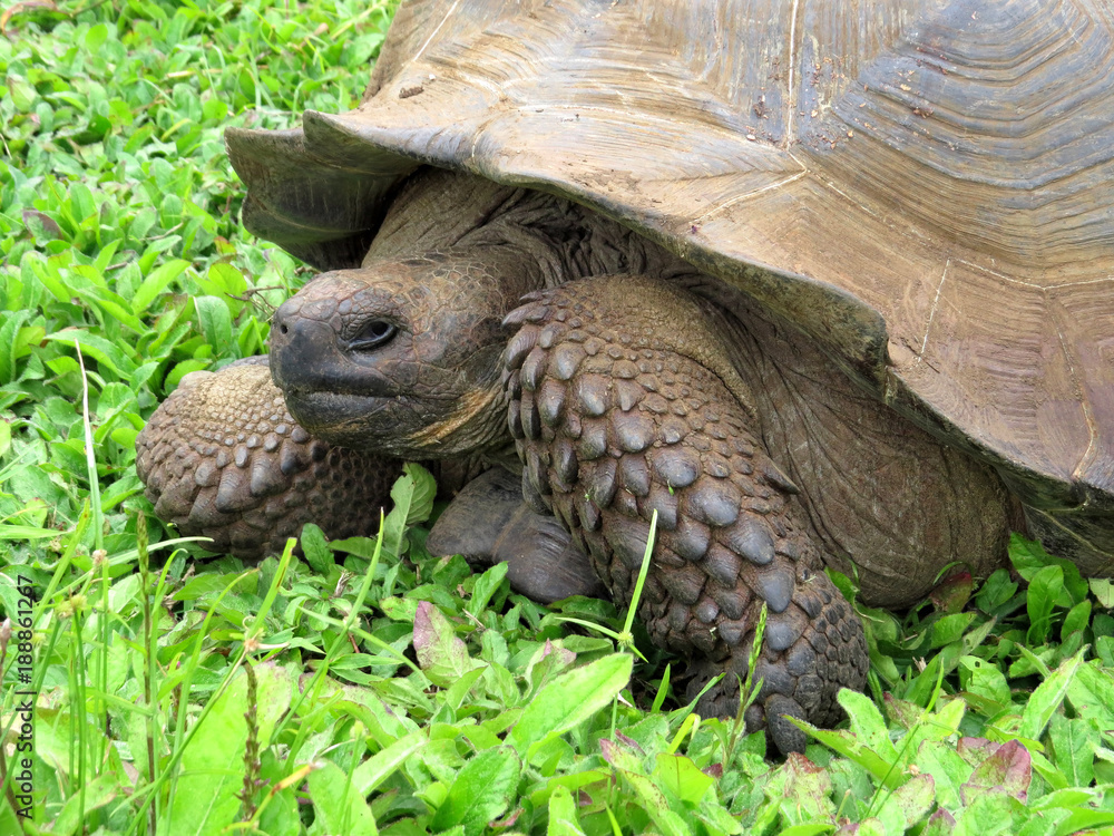 Fototapeta premium Galapagos Giant Tortoise, Chelonoidis n. porteri, reservation Chato, Santa Cruz, Glapagos, Ecuador