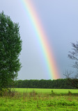 bright summer landscape with a rainbow down on green field and far-growing trees