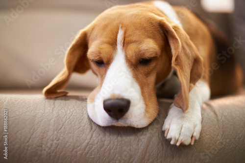 Beagle dog sleeping on coach