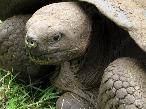 Portrait Galapagos Giant Tortoise, Chelonoidis n. porteri, reservation Chato, Santa Cruz, Glapagos, Ecuador photo