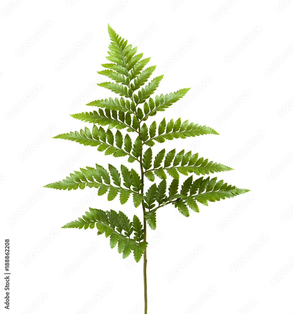 Leather-leaf fern Leather-leaf fern