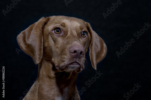 Portrait eines Magyar Vizsla