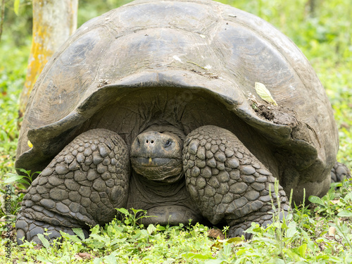 Galapagos Giant Tortoise, Chelonoidis n. porteri, reservation Chato, Santa Cruz, Glapagos, Ecuador photo