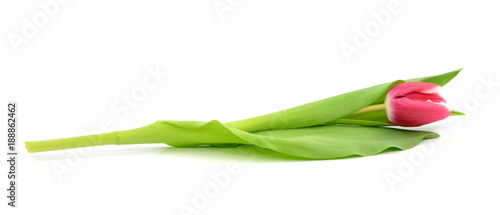 Panel kuchenny z motywem tulipan