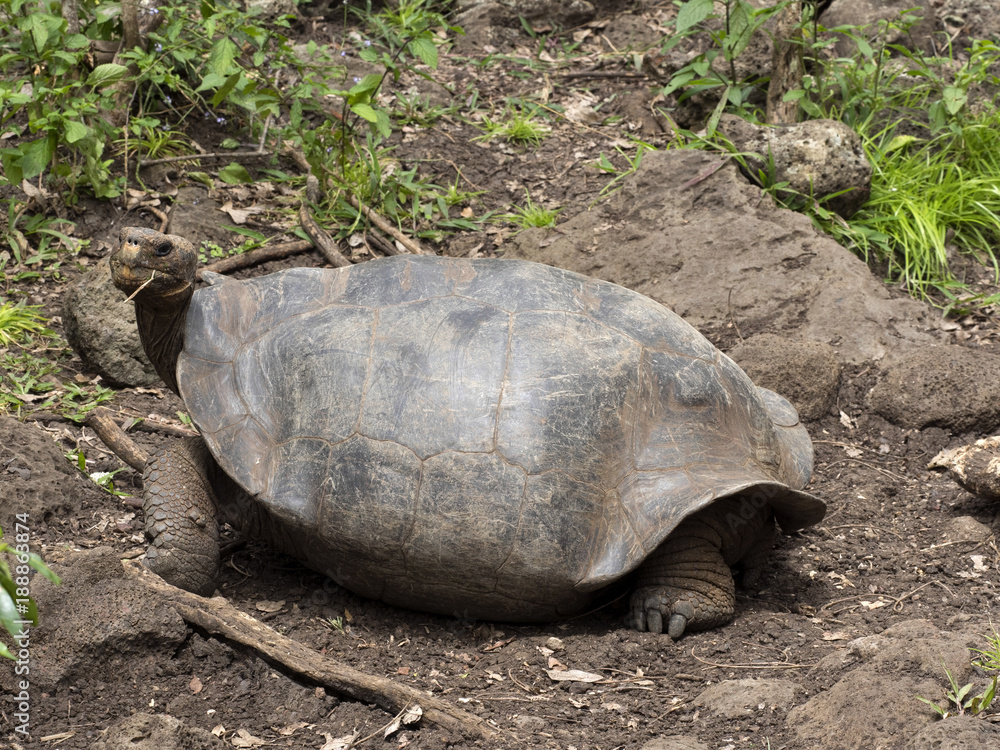 Obraz premium Galapagos Giant Tortoise, Chelonoidis chathamensis in the stony terrain of the center, Centro de Crianza de Tortugas, San Cristobal, Glapagos, Ecuador