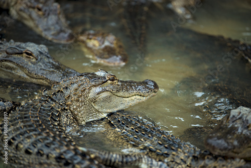 Alligator congregation swarm hungry waiting