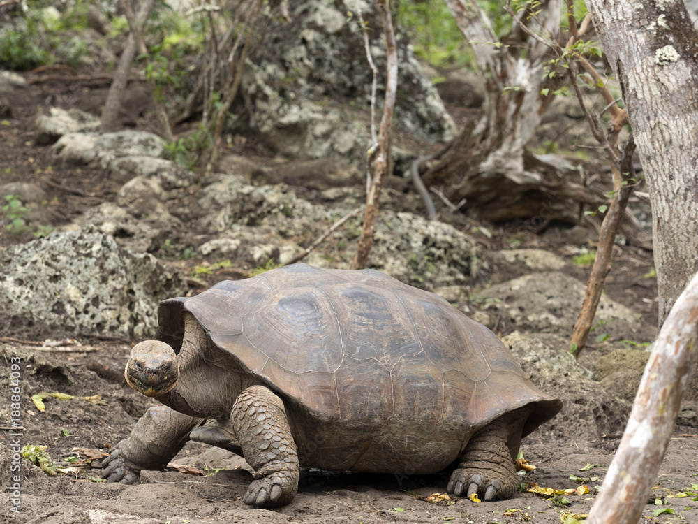 Obraz premium Galapagos Giant Tortoise, Chelonoidis chathamensis in the stony terrain of the center, Centro de Crianza de Tortugas, San Cristobal, Glapagos, Ecuador