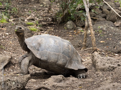 Galapagos Giant Tortoise, Chelonoidis chathamensis in the stony terrain of the center, Centro de Crianza de Tortugas, San Cristobal, Glapagos, Ecuador